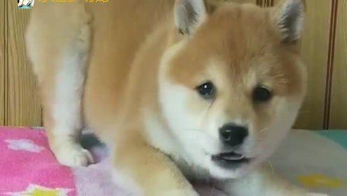 搞笑的番号推荐